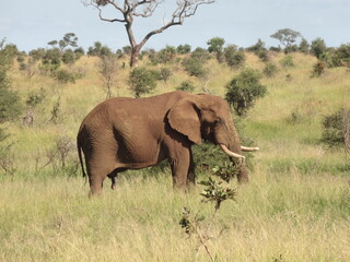 O Elefante Idoso