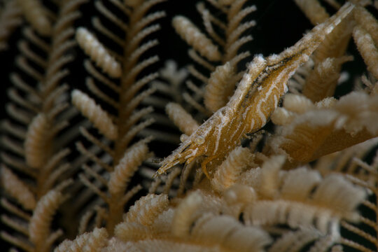 Commensal shrimp   (Hippolyte sp.) with hydroid Aglaophenia cupressina. Underwater macro photography from Romblon, Philippines