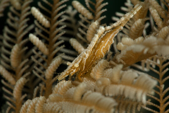 Commensal shrimp   (Hippolyte sp.) with hydroid Aglaophenia cupressina. Underwater macro photography from Romblon, Philippines