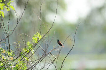 bird on a branch