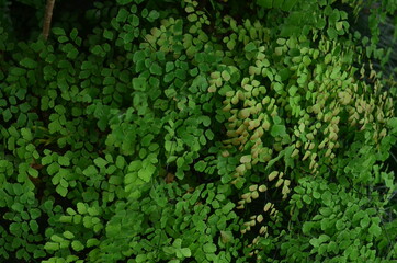 Tropical green leaves texture. Foliage background.