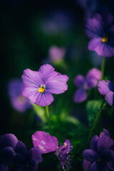 Fototapeta premium purple flower in the garden