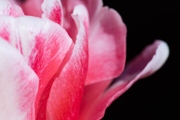 Obraz na płótnie Canvas close up of pink tulip