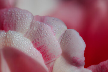 close up of pink rose petals and morning dew