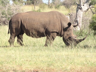 O senhor Rinoceronte 