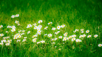 green grass and flowers