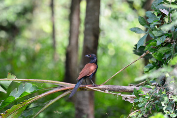 bird on a branch