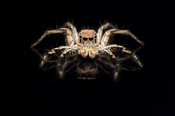 Close-up of spider On a black background