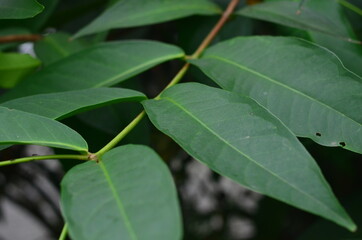 Tropical green leaves texture. Foliage background.