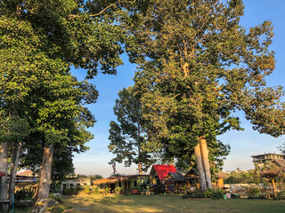 tall greenery trees at wide garden in rural area in sunny day