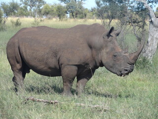 Rinoceronte pousando para foto