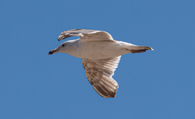 Sea Gulls at the beach