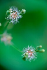 Beautiful white grass flower. Close up photography. 