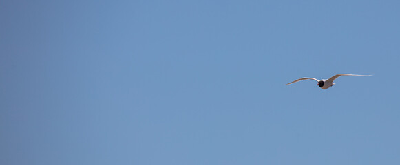 Sea Gulls at the beach