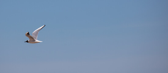 Sea Gulls at the beach