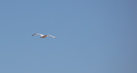 Obraz premium Sea Gulls at the beach