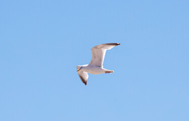 Sea Gulls at the beach