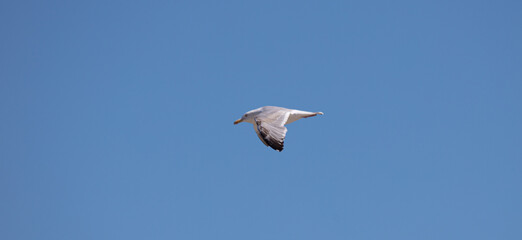 Sea Gulls at the beach
