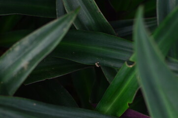 Tropical green leaves texture. Foliage background.