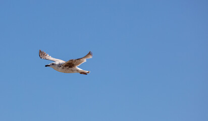 Sea Gulls at the beach