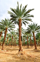 Palm tree in the desert, Agriculture industry in desert areas of the Middle East