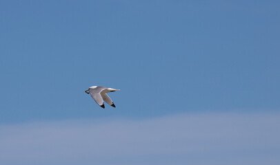 Sea Gulls at the beach