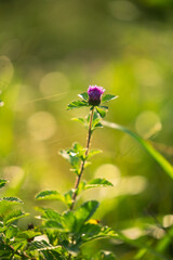 blue rose on a flower