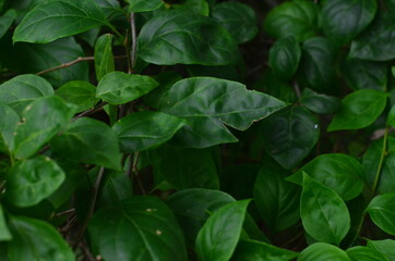 Tropical green leaves texture. Foliage background.