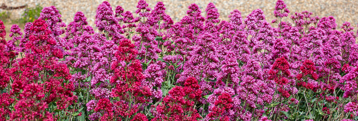 Wild flowering Valarian at the Suffolk Coast