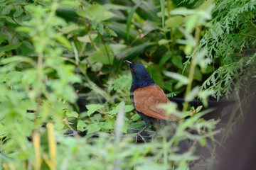bird on the branch