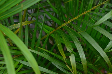 Tropical green leaves texture. Foliage background.