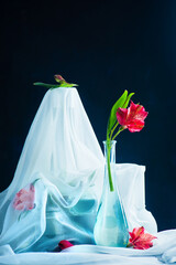 Red flowers in glass vases under a silk veil, spring still life