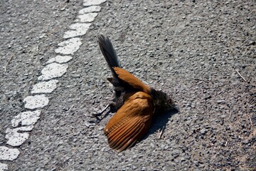 bird die on the ground