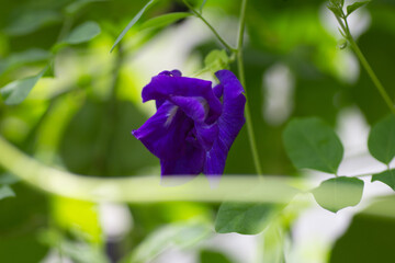 close up macro Butterfly pea flowers.