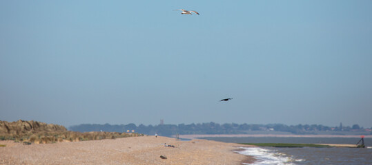 Gulls in a blue sky at the coast