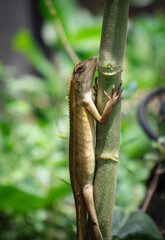 lizard climbing on a tree