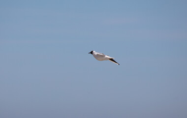 Obraz premium Gulls in a blue sky at the coast