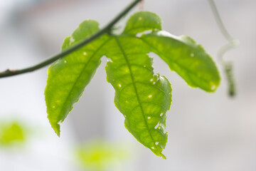 close up macro Beautiful green leaves.
