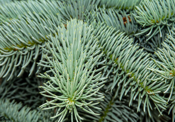 A branch of silver fir with selective focus