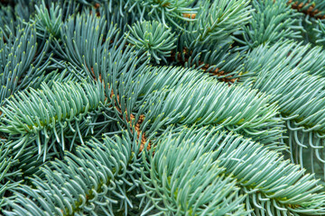 Naklejka na ściany i meble A branch of silver fir with selective focus