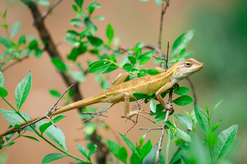Naklejka premium lizard on a tree
