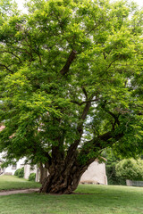 Big old tree in the park - Latin name - Robinia pseudoacacia