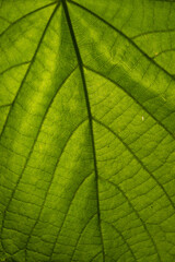 Fototapeta na wymiar a close up with the texture of a green leaf