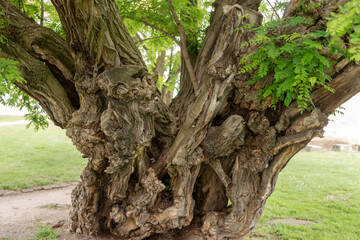 Fototapeta na wymiar Big old tree in the park - Latin name - Robinia pseudoacacia