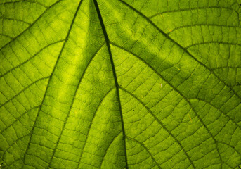 a close up with the texture of a green leaf