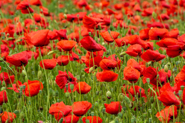 field with red poppy flowers in selective focus