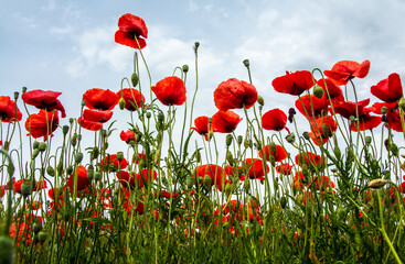 landscape with flowering poppies on the sky background