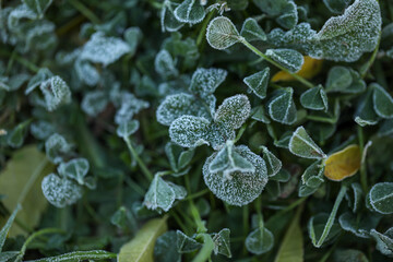 Close up leaves covered in frost on cold winter morning