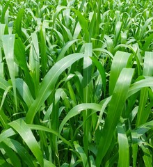 Obraz premium Green leaf s plants naturel harbals full freams leves colections