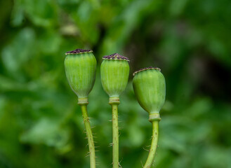 three green poppy fruits with blurred background